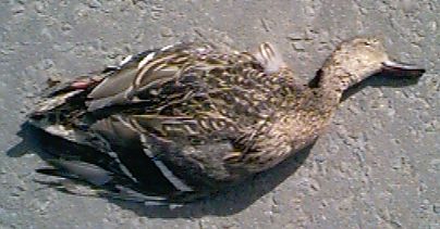 A Dead Duck
